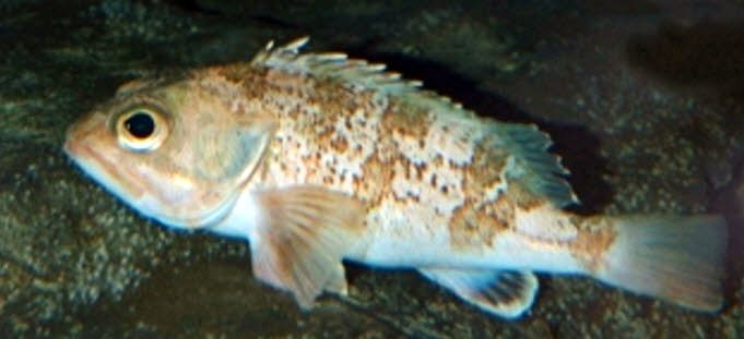 Helicolenus dactylopterus_06.jpg